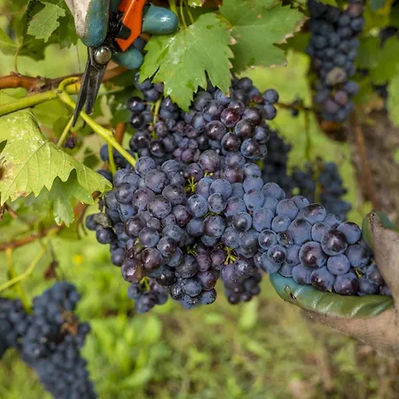 Montalbera Wine Montemagno (Piedmont)